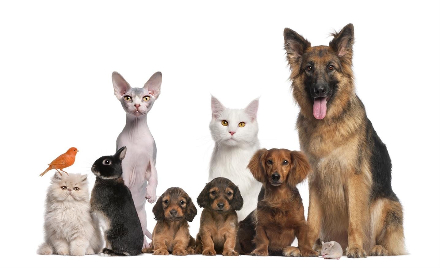 Die richtige Anwendung von Pet Pads für Welpen & Kätzchen