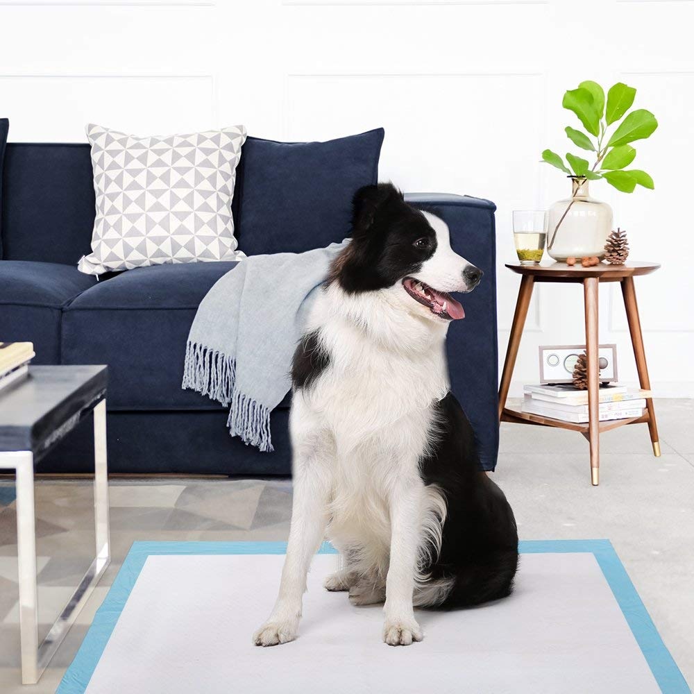 Wissenswertes zur Verwendung von Pee Pads für Hunde